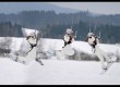 09-harakiri-snowkiting-kurz